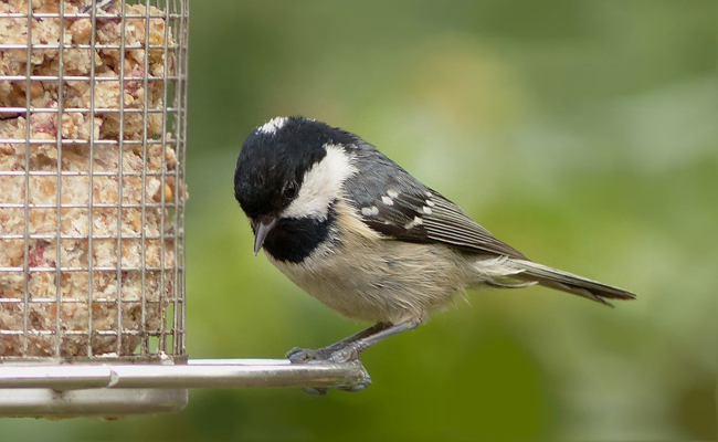 Nourrir les oiseaux a des conséquences sur la nature et sur nous