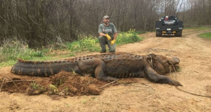 Un énorme alligator de plus de 300 kg a été découvert dans l’État de Géorgie !