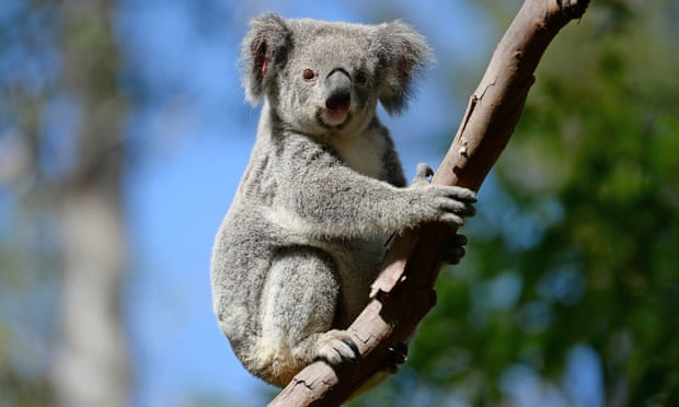 Koalas should be given endangered listing, environment groups say