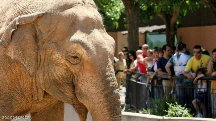 بعد 43 عاما من "العذاب".. نفوق الفيل الأكثر حزنا في العالم