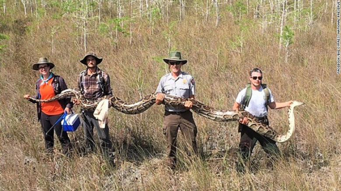 Scientists captures a record 17-foot-long python in Florida