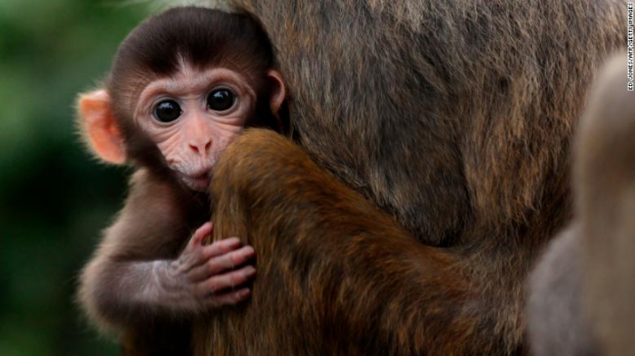 Chinese scientists defend implanting human gene into monkeys