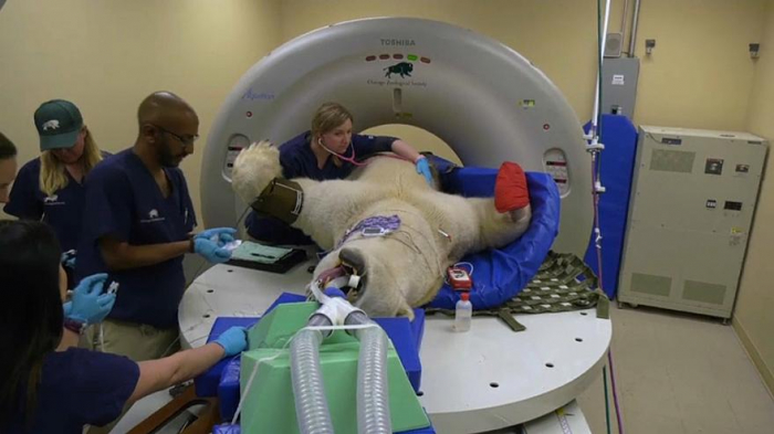   New scan table enables polar bear
