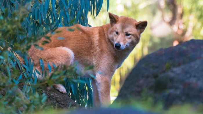 Mehr Schutz vor Dingos