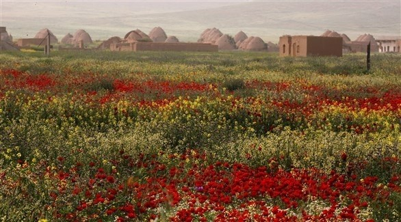 الأزهار تكسو مدن سوريا لتواري آثار الحرب