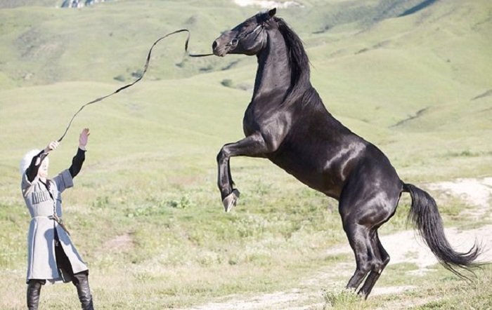   Moscou va accueillir une exposition sur les chevaux du Karabakh  