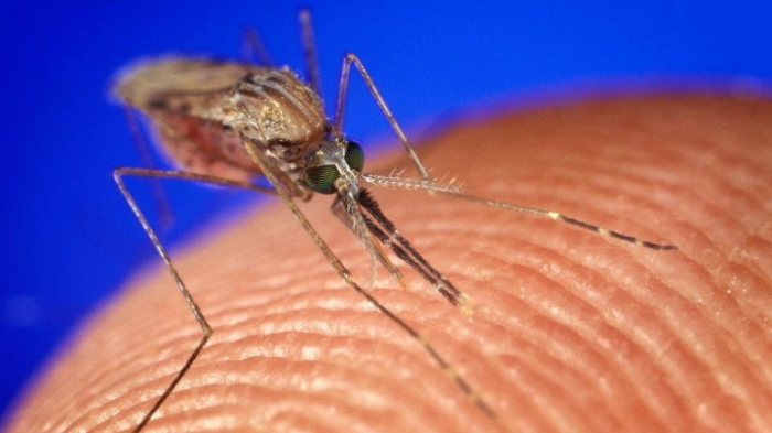 Erstmals großangelegte Malaria-Impfkampagne