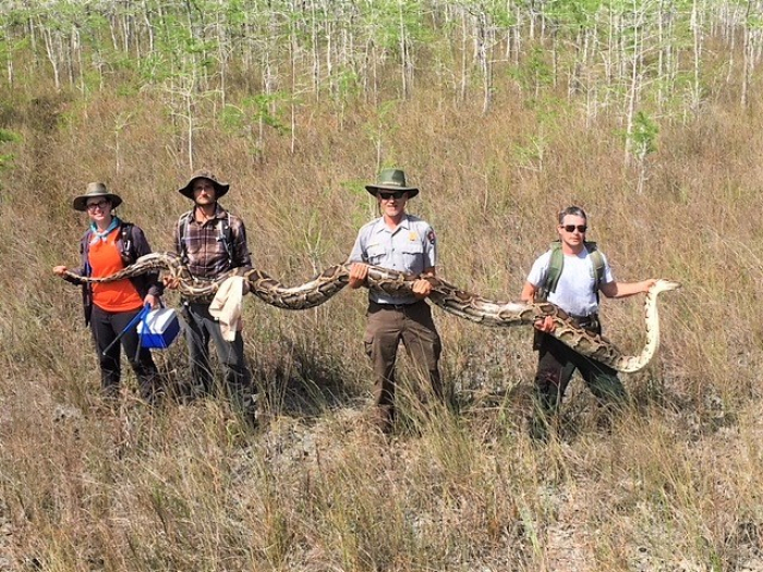"Le plus gros python de tous les temps" capturé dans les Everglades