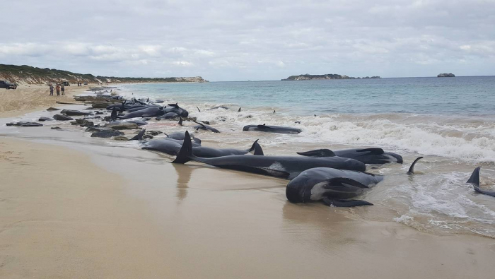 Environ 1200 dauphins échoués sur la côte atlantique durant l