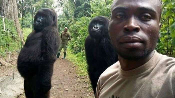 Deux gorilles orphe­lins posent pour un selfie avec un ranger au Congo