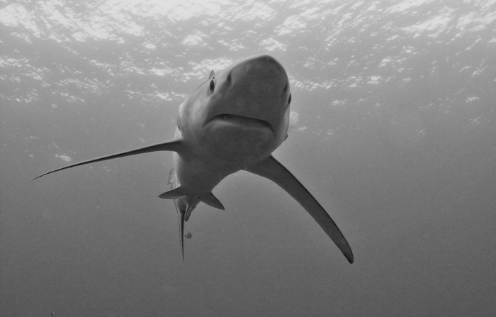 Japon: un requin retrouvé mort étouffé par une tortue géante