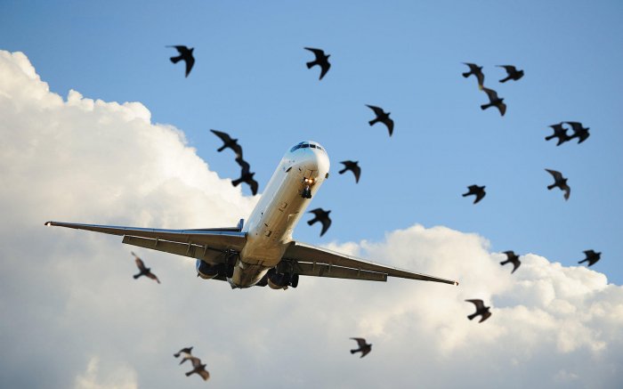 Plane experiences bird strike after taking off from Logan International Airport