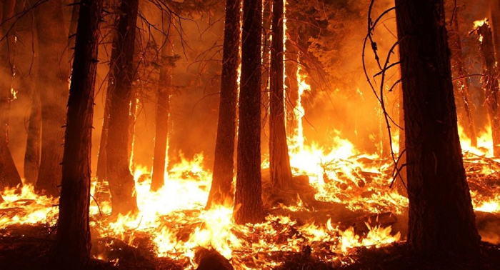 Incendios forestales arrasan bosques y zonas protegidas en Guatemala
