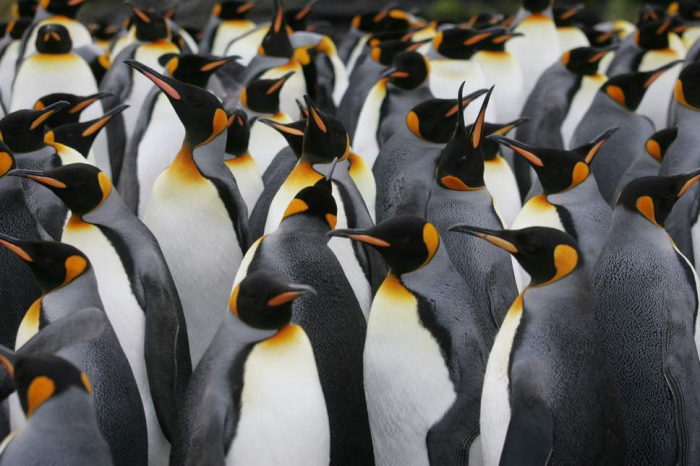  Thousands of baby penguins wiped out as  Antarctic ice shelf collapses  