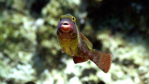 دراسة تكشف خاصية "مذهلة" عن عيون الأسماك