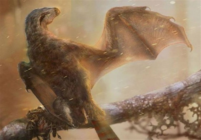 Second Bat-Like Dinosaur Discovered in China