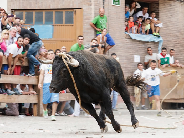   España:   Muere un joven tras ser atacado por un toro durante una fiesta popular