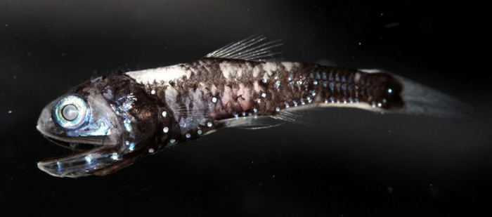 Unique genetic adaptation lets deep-sea fish see color in the darkness