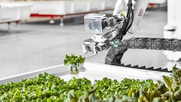 Ya están aquí las primeras lechugas cultivadas por robots granjeros