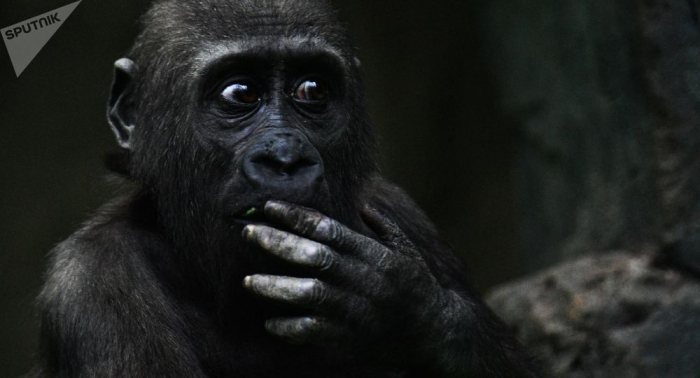   Regenschirm vergessen? Diese Gorillas hassen Wassertropfen –   VIDEO    