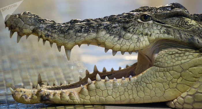   Mann fängt mit bloßen Händen Krokodil –   VIDEO    