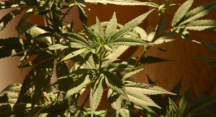 Alto cargo de la ONU afirma que es prematuro hablar de una ola de legalización del cannabis