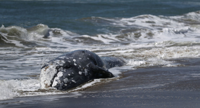   Im Laufe einer Woche: Fünf tote Wale vor Sizilien entdeckt  