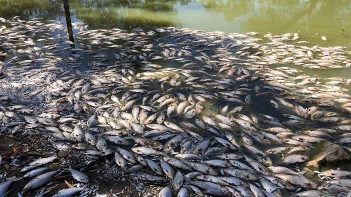 Proposed major fish kill could be devastating for Aussie river systems: scientists