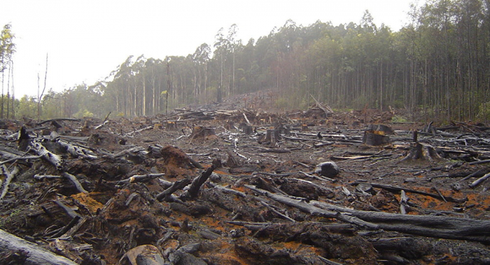 Aumenta en un 20% la deforestación del Amazonas durante la gestión de Bolsonaro