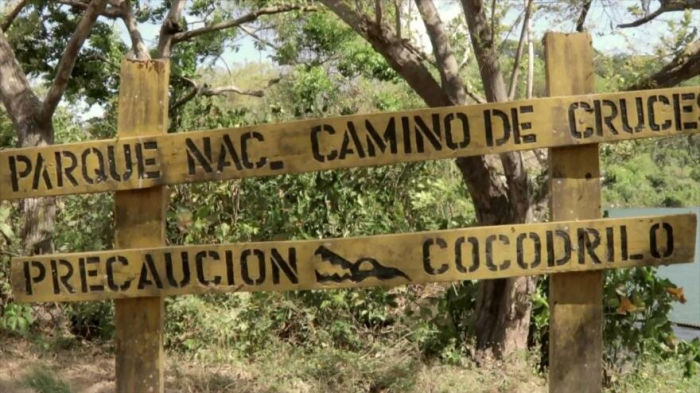 Bosques panameños se encuentran en peligro de desaparecer