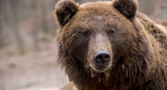   Braunbär läuft in slowakischer Stadt durch Wohngebiet –   VIDEO    