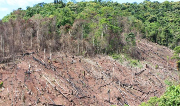 Nicaragua inicia la jornada nacional de reforestación