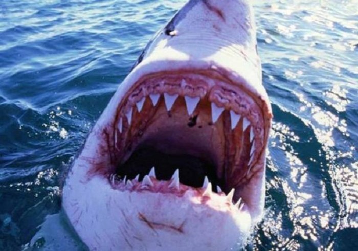 Köpək balığı 65 yaşlı kişini öldürüb