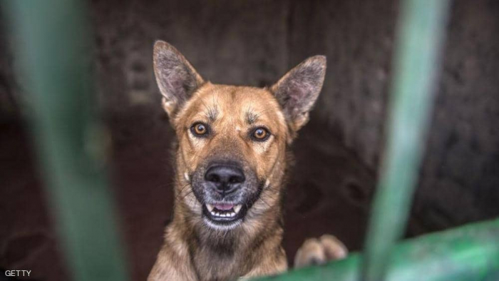 الولايات المتحدة تمنع استيراد الكلاب من مصر