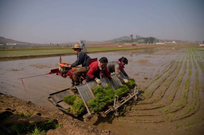 Corée du Nord: sécheresse «extrême», risque de pénuries alimentaires