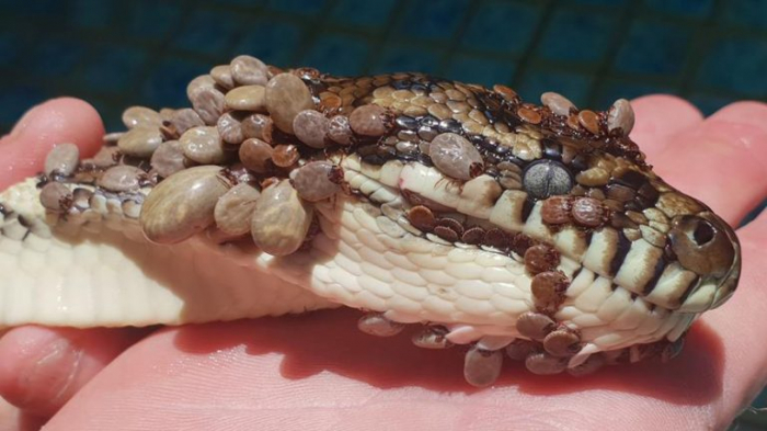 Il sauve la vie d’un python couvert de plus de 500 tiques en Austra­lie