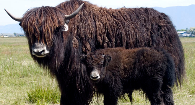 Al menos 300 yaks mueren de hambre en la India