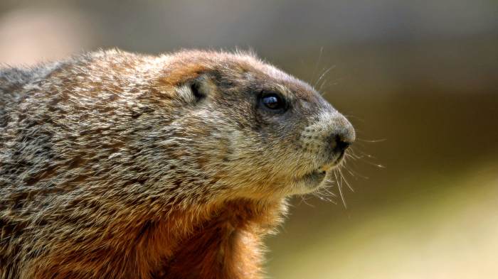 Deux personnes décèdent de la peste après avoir mangé de la marmotte crue
