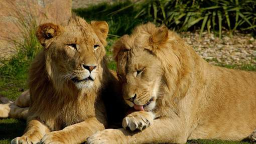 Un soigneur attaqué par deux lions dans un zoo en Allemagne