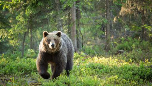 Pour la première fois en près de 200 ans, un ours signalé au Portugal