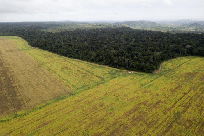 Donald Trumps Handelskrieg mit China zerstört Brasiliens Regenwald