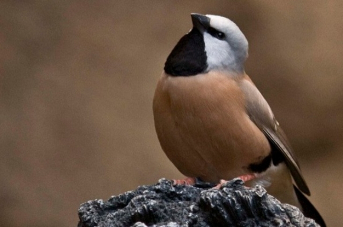 Australie : un tout petit oiseau bloque un projet minier controversé