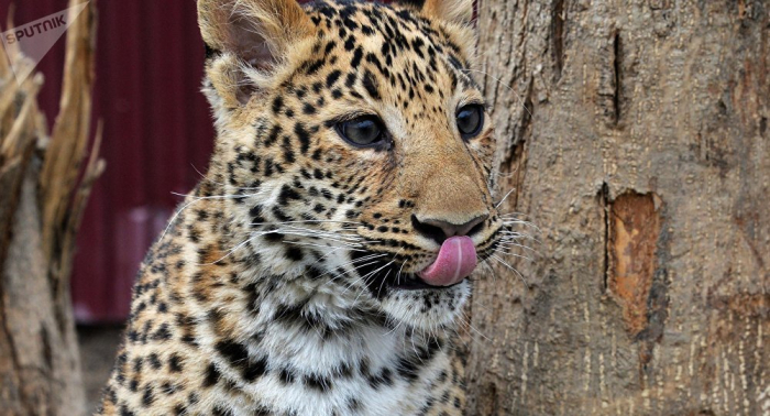 Un enfant de deux ans tué par un léopard en Afrique du Sud