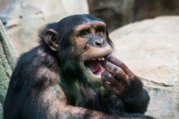 Les chimpanzés ne survivent plus que dans des «ghettos forestiers»