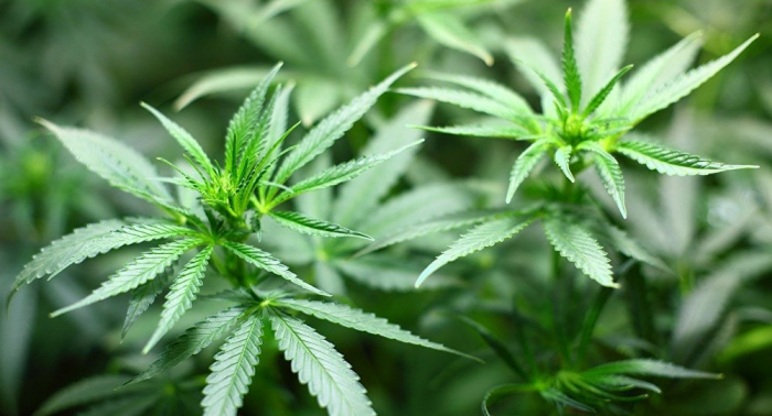 Proyecto para legalizar cannabis medicinal genera polémica en Ecuador