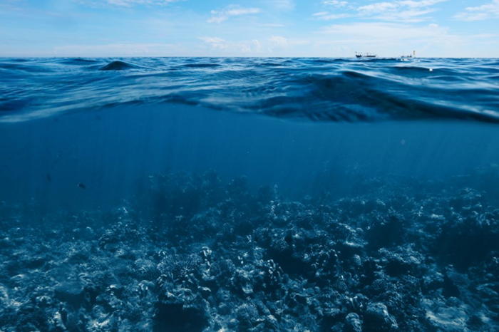  Día Mundial de los Océanos:  El 95% de la vida del planeta se encuentra en los océanos