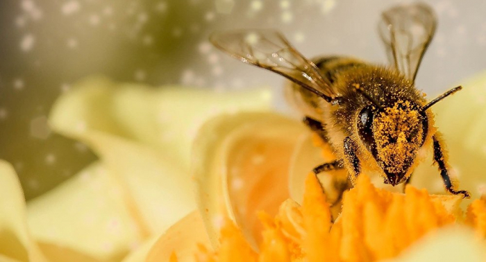   Kurioser Vorfall in USA: Lkw baut Unfall – und 133 Millionen Bienen entkommen in die Freiheit  