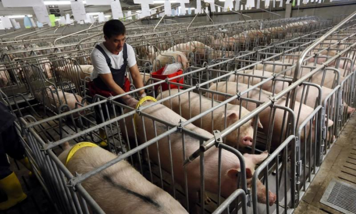 China stoppt Schweinefleisch-Importe von kanadischer Firma