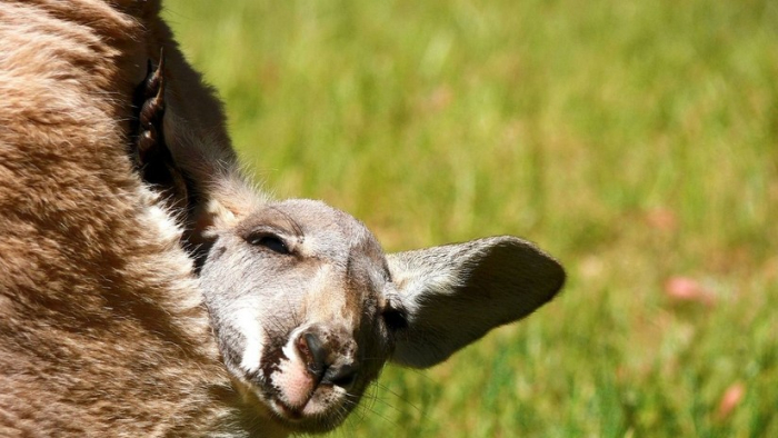 Zoólogo asegura haber descubierto un nuevo "tipo de marsupial"