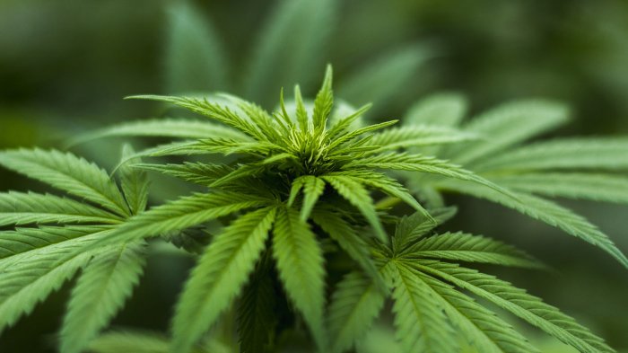 US: Illinois legalizes sale of recreational marijuana